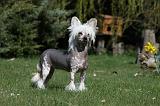 CHIEN NU CHINOIS 067